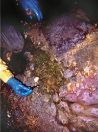 Image of pink biofilm community