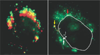 Cell images