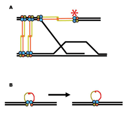 Methods of DNA Repair Diagram