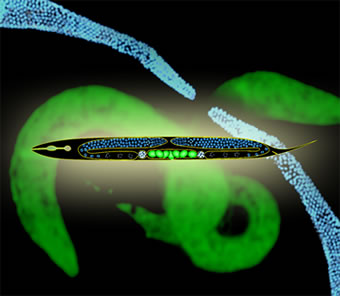 Image of c. elegans