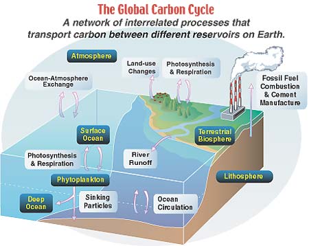 Carbon Sequestration In The Ocean