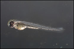 Zebrafish larva