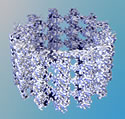Image of microtubule
