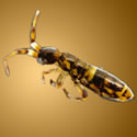 Image of a springtail