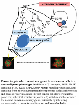 Text Box:    Known targets which revert malignant breast cancer cells to a non-malignant phenotype. Inhibition of β1-integrin, EGFR, MAPK signaling, PI3K, TACE, RAP1, cAMP, Matrix Metalloproteinases, and signaling from microenvironmental components such as fibronectin and glucose revert malignant breast cancer cells (lower right) to polarized, spherical structures (lower left) which resemble acini of the normal human mammary gland, primarily by inhibiting pathways which promote proliferation and loss of polarity.  