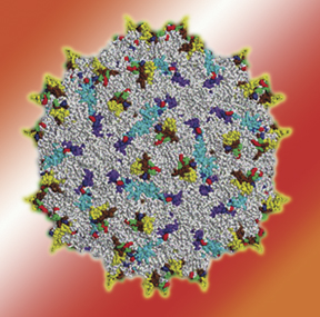 adeno-associated virus