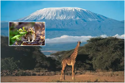 Image of Mt. Kilimanjaro