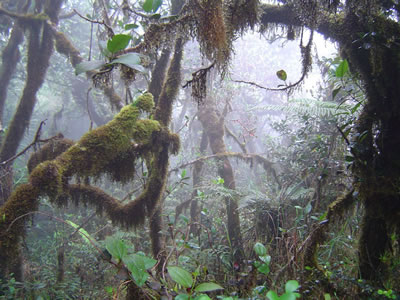 Rainforest image