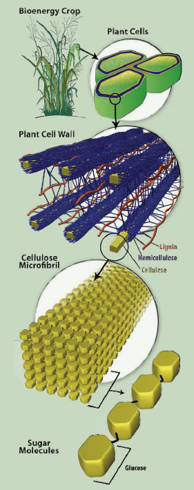 Lignocellulose image