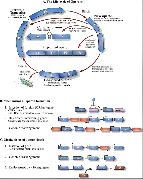 Operon model