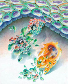 Image of cell