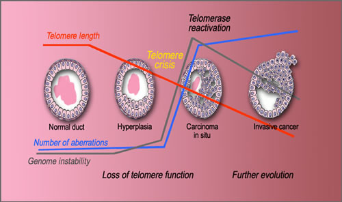 telomeres and cancer