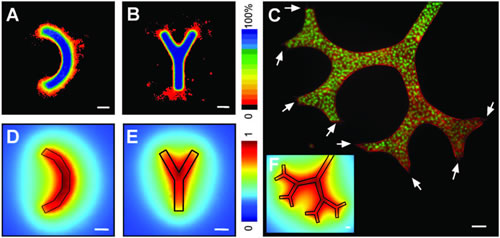 fluorescent images