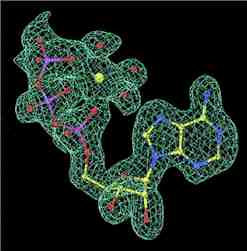 Electron density map for ATP