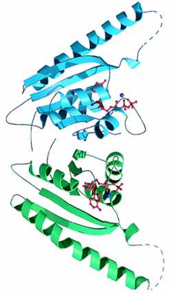 Ribbon diagram of the protein