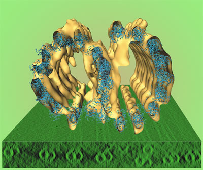 model of axoneme structure 
