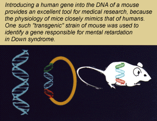 mouse DNA