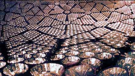 Photomultiplier arrays